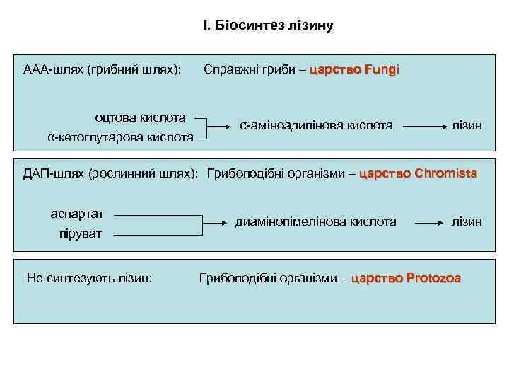 І. Біосинтез лізину ААА-шлях (грибний шлях): оцтова кислота α-кетоглутарова кислота Справжні гриби – царство