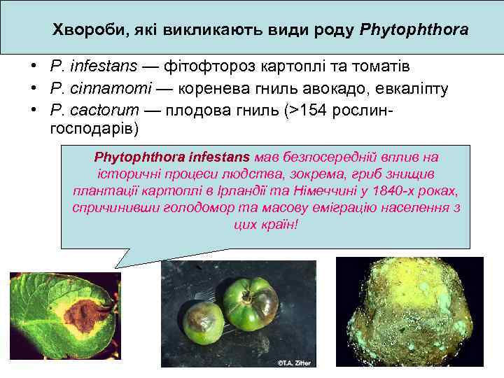 Хвороби, які викликають види роду Phytophthora • P. infestans — фітофтороз картоплі та томатів