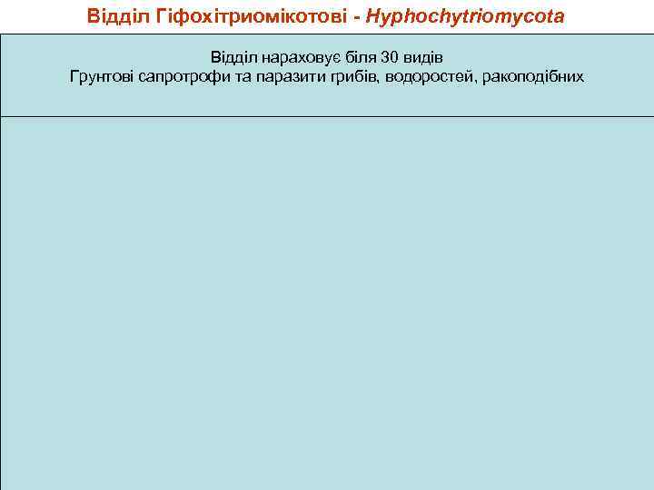 Відділ Гіфохітриомікотові - Hyphochytriomycota Відділ нараховує біля 30 видів Грунтові сапротрофи та паразити грибів,