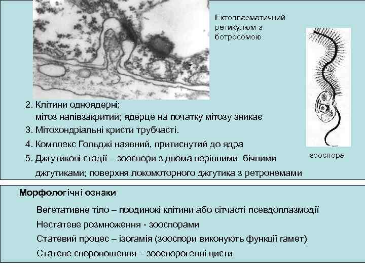 Ектоплазматичний ретикулюм з ботросомою 2. Клітини одноядерні; мітоз напівзакритий; ядерце на початку мітозу зникає