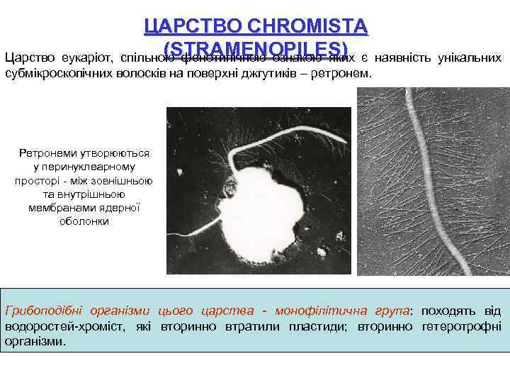 ЦАРСТВО CHROMISTA (STRAMENOPILES) спільною фенотипічною ознакою яких є Царство еукаріот, наявність унікальних субмікроскопічних волосків