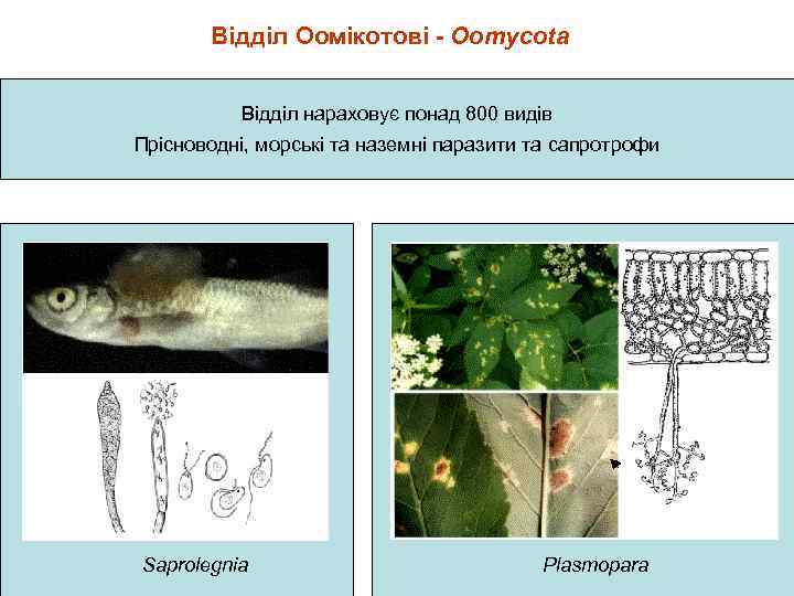 Відділ Оомікотові - Oomycota Відділ нараховує понад 800 видів Прісноводні, морські та наземні паразити