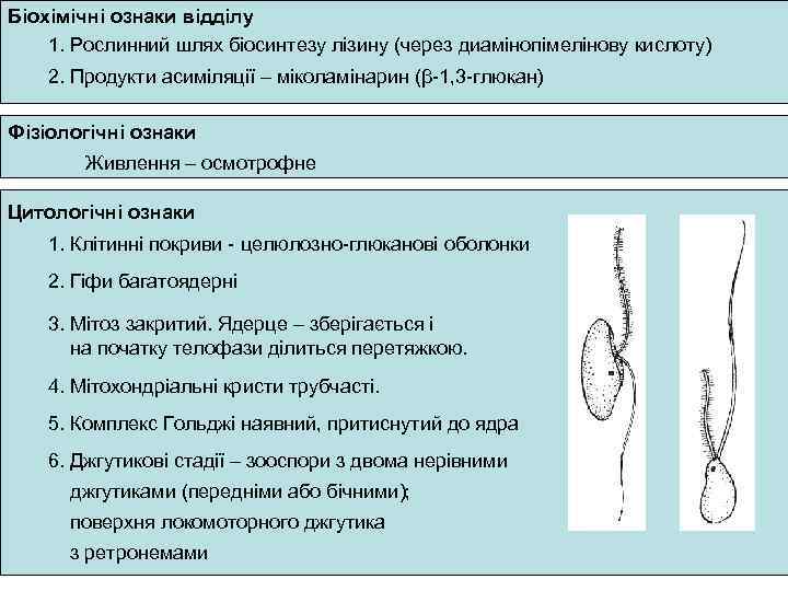 Біохімічні ознаки відділу 1. Рослинний шлях біосинтезу лізину (через диамінопімелінову кислоту) 2. Продукти асиміляції