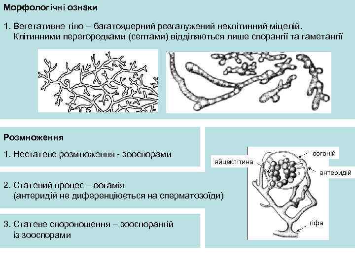 Морфологічні ознаки 1. Вегетативне тіло – багатоядерний розгалужений неклітинний міцелій. Клітинними перегородками (септами) відділяються