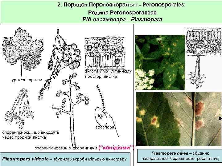 2. Порядок Пероноспоральні - Peronosporales Родина Peronosporaceae Рід плазмопара - Plasmopara уражені органи зиготи