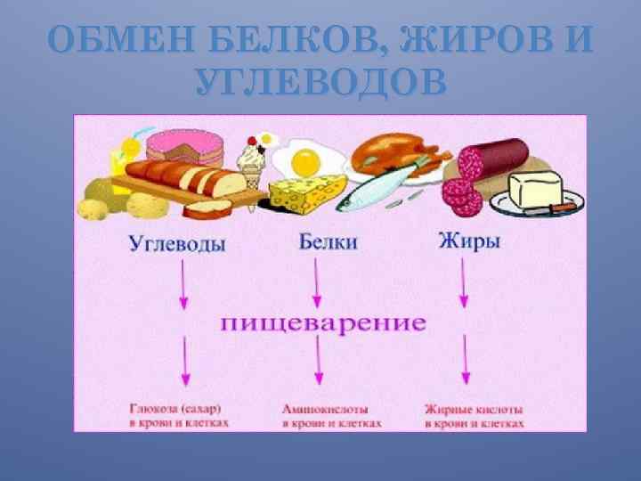 ОБМЕН БЕЛКОВ, ЖИРОВ И УГЛЕВОДОВ 