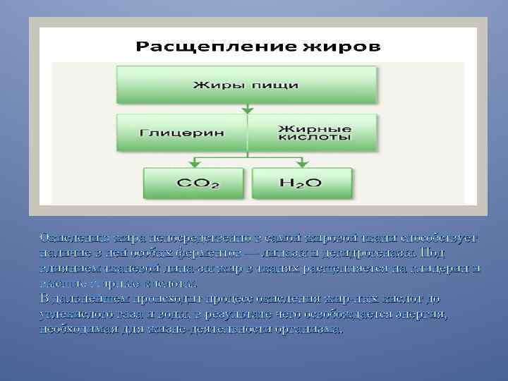 Окислению жира непосредственно в самой жировой ткани способствует наличие в ней особых ферментов —