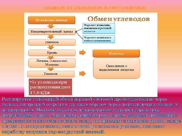 ОБМЕН УГЛЕВОДОВ В ОРГАНИЗМЕ Регулируется углеводный обмен нервной системой преимущественно через железы внутренней секреции,