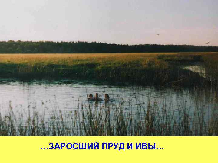 …ЗАРОСШИЙ ПРУД И ИВЫ… 