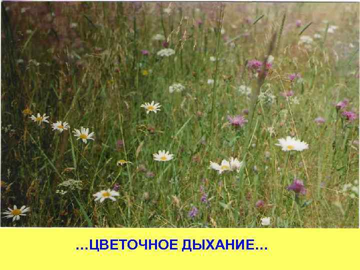 …ЦВЕТОЧНОЕ ДЫХАНИЕ… 