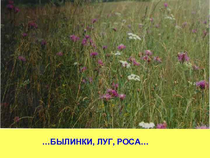 …БЫЛИНКИ, ЛУГ, РОСА… 