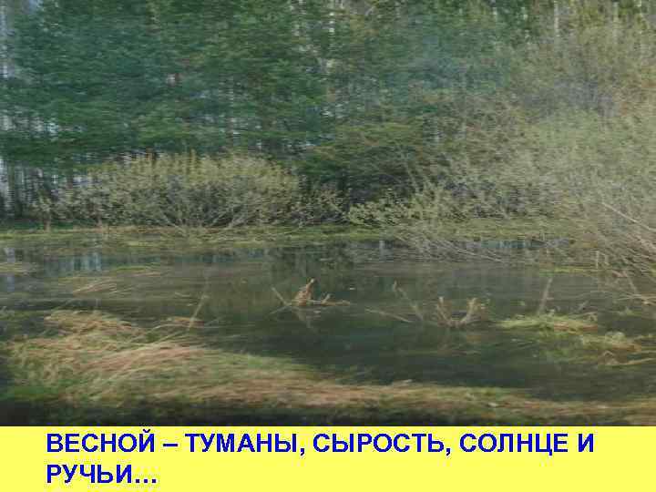 ВЕСНОЙ – ТУМАНЫ, СЫРОСТЬ, СОЛНЦЕ И РУЧЬИ… 