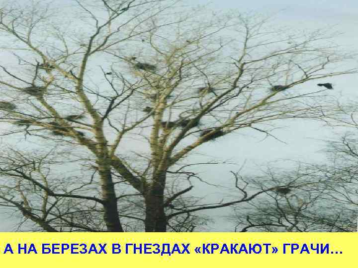 А НА БЕРЕЗАХ В ГНЕЗДАХ «КРАКАЮТ» ГРАЧИ… 