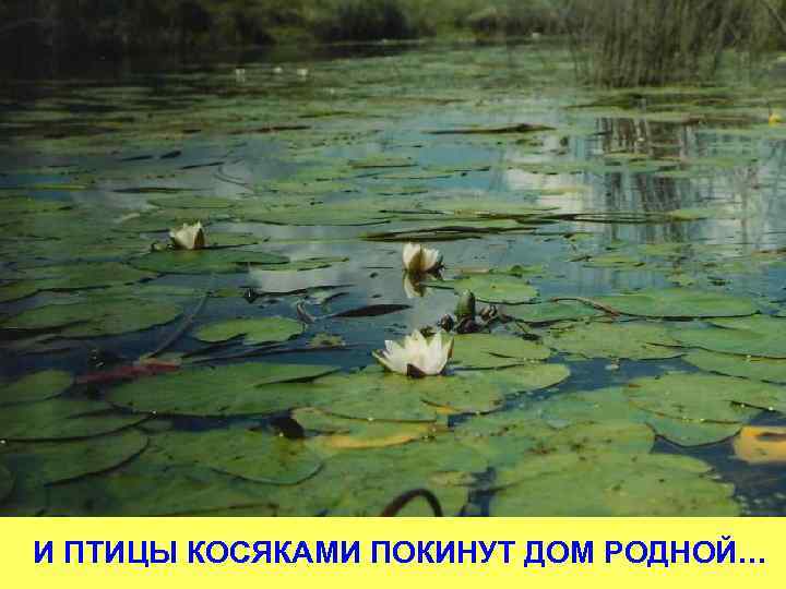 И ПТИЦЫ КОСЯКАМИ ПОКИНУТ ДОМ РОДНОЙ… 