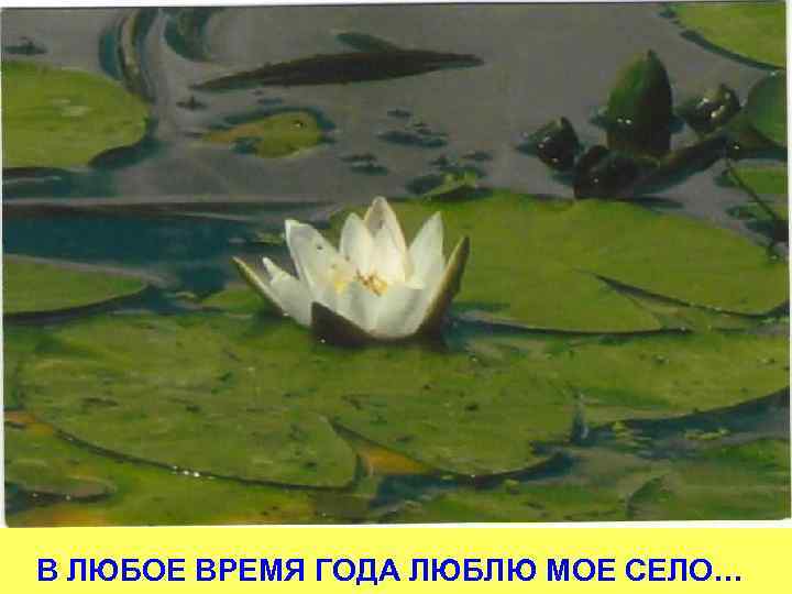 В ЛЮБОЕ ВРЕМЯ ГОДА ЛЮБЛЮ МОЕ СЕЛО… 