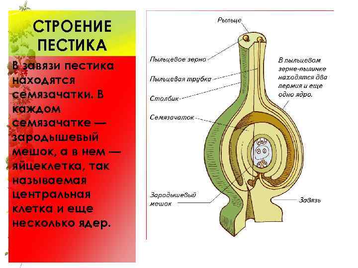 СТРОЕНИЕ ПЕСТИКА В завязи пестика находятся семязачатки. В каждом семязачатке — зародышевый мешок, а