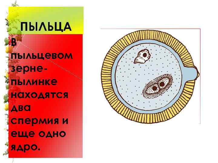 ПЫЛЬЦА В пыльцевом зернепылинке находятся два спермия и еще одно ядро. 