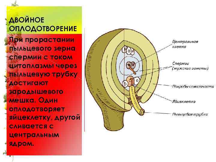 ДВОЙНОЕ ОПЛОДОТВОРЕНИЕ При прорастании пыльцевого зерна спермии с током цитоплазмы через пыльцевую трубку достигают