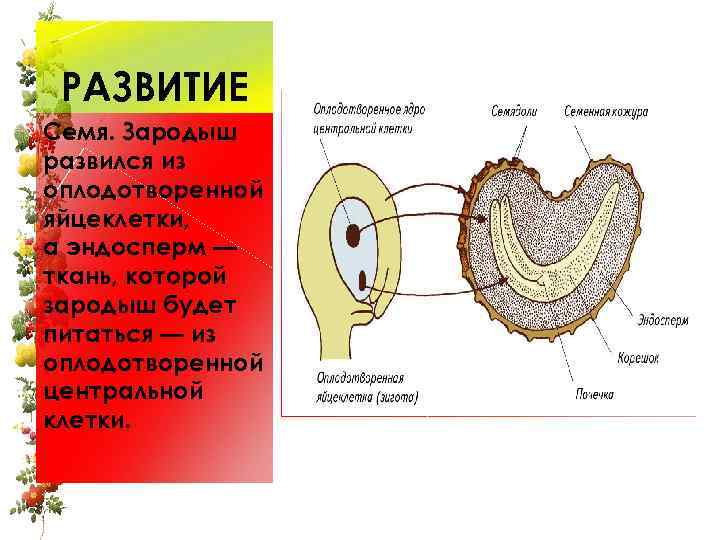 РАЗВИТИЕ Семя. Зародыш развился из оплодотворенной яйцеклетки, а эндосперм — ткань, которой зародыш будет