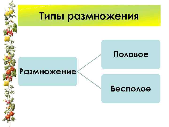 Типы размножения Половое Размножение Бесполое 