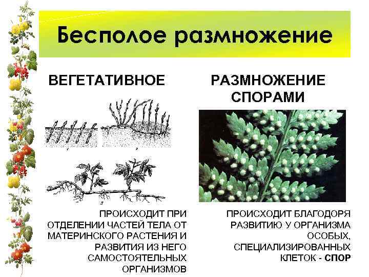 Бесполое размножение ВЕГЕТАТИВНОЕ ПРОИСХОДИТ ПРИ ОТДЕЛЕНИИ ЧАСТЕЙ ТЕЛА ОТ МАТЕРИНСКОГО РАСТЕНИЯ И РАЗВИТИЯ ИЗ