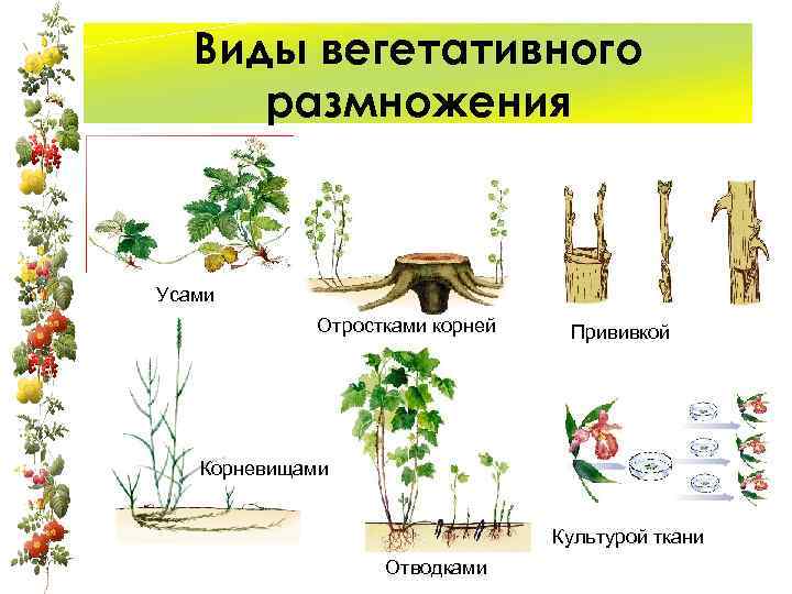 Виды вегетативного размножения Усами Отростками корней Прививкой Корневищами Культурой ткани Отводками 