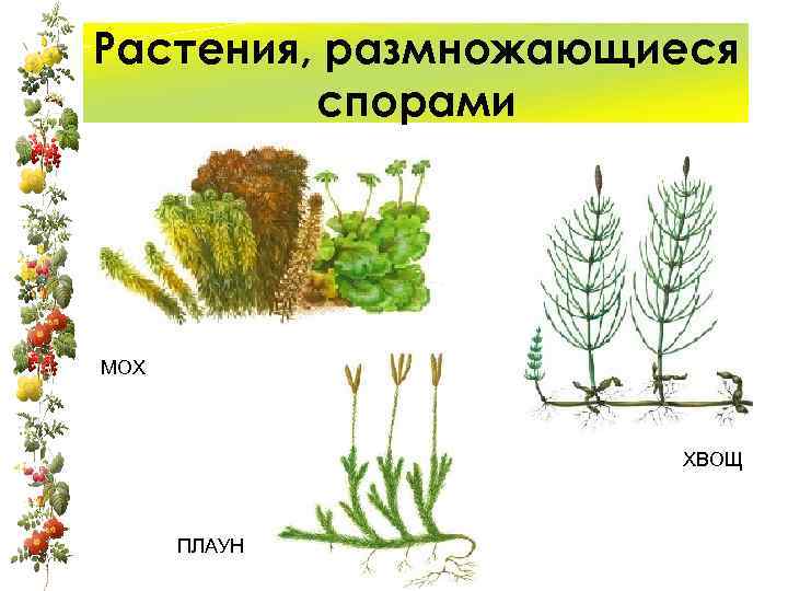 Растения, размножающиеся спорами МОХ ХВОЩ ПЛАУН 