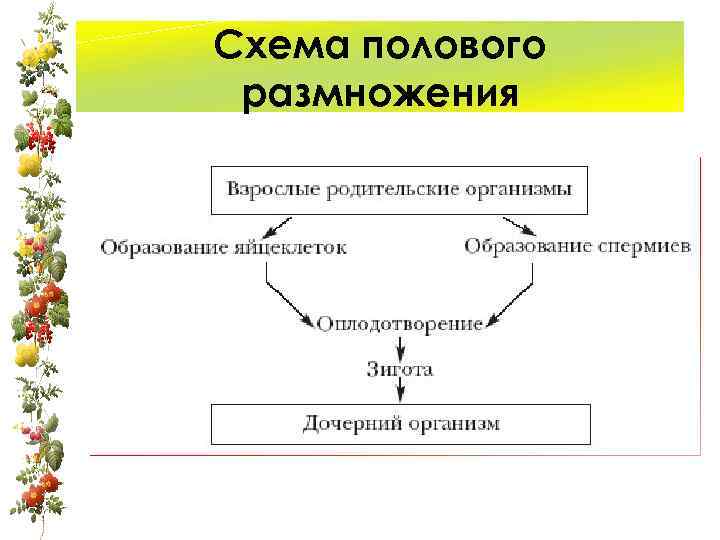 Схема полового размножения 