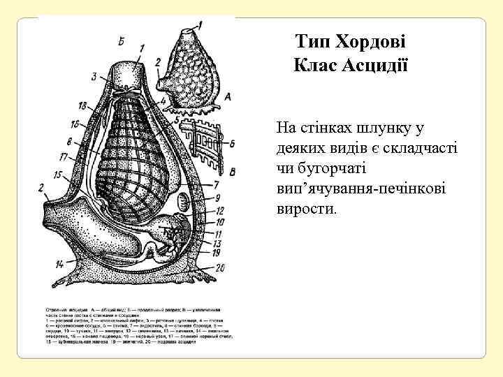 Тип Хордові Клас Асцидії На стінках шлунку у деяких видів є складчасті чи бугорчаті