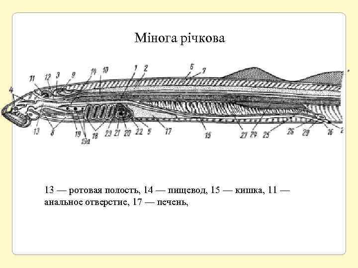 Мінога річкова 13 — ротовая полость, 14 — пищевод, 15 — кишка, 11 —