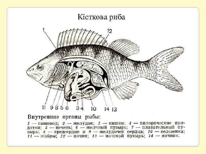 Кісткова риба 