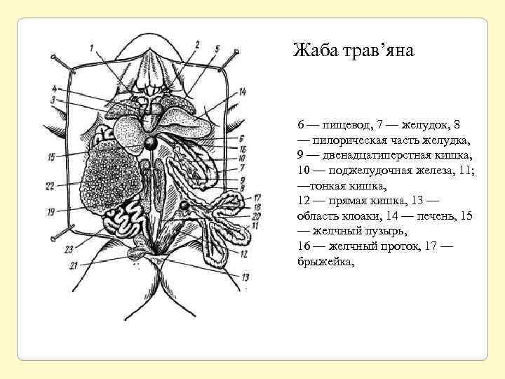 Жаба трав’яна 6 — пищевод, 7 — желудок, 8 — пилорическая часть желудка, 9