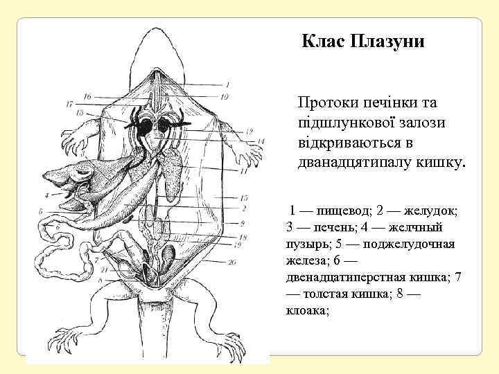 Клас Плазуни Протоки печінки та підшлункової залози відкриваються в дванадцятипалу кишку. 1 — пищевод;
