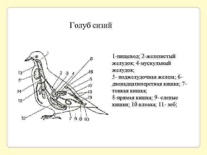 Мускульный отдел желудка образовался у птиц. Мускульный отдел желудка у птиц. Железистый и мускульный желудок. Двенадцатиперстная кишка у птиц. Пищевод птиц.