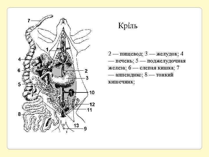 Кріль 2 — пищевод; 3 — желудок; 4 — печень; 5 — поджелудочная железа;