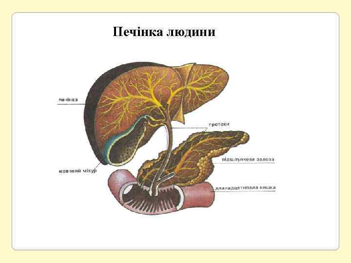 Печінка людини 