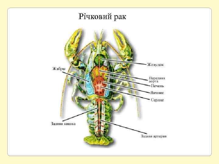 Річковий рак 