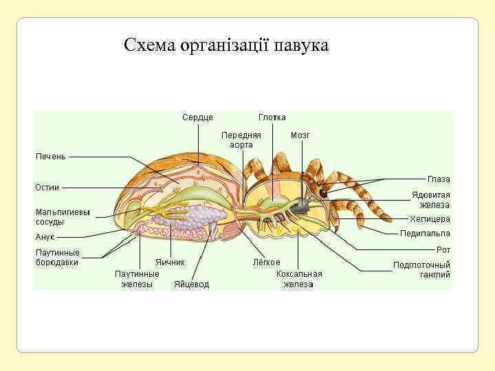 Схема організації павука 