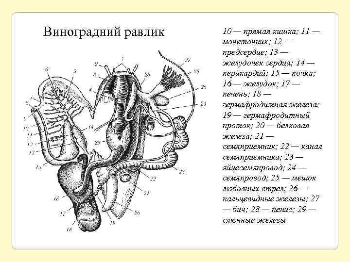 Виноградний равлик 10 — прямая кишка; 11 — мочеточник; 12 — предсердие; 13 —