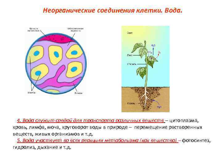 Соединяет клетки. Локализация воды в клетке. Роль воды в клетке транспорт веществ. Вода перемешивает вещества в клетке. Вещества клетки вода.