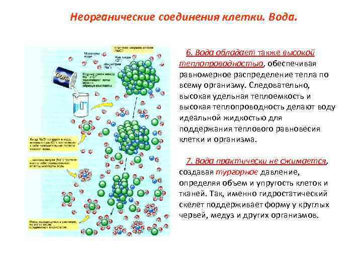 Неорганические соединения клетки. Вода. 6. Вода обладает также высокой теплопроводностью, обеспечивая равномерное распределение тепла