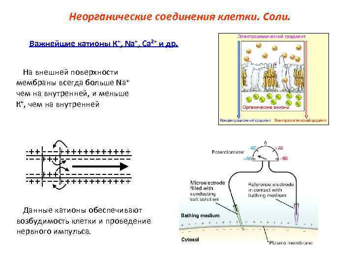 Неорганические соединения клетки. Соли. Важнейшие катионы К+, Na+, Ca 2+ и др. На внешней