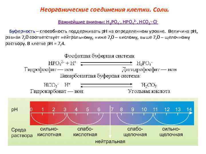Неорганические соединения клетки. Соли. Важнейшие анионы: Н 2 РО 4 -, НРО 42 -,