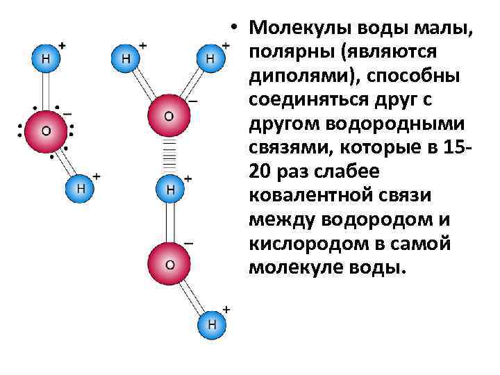  • Молекулы воды малы, полярны (являются диполями), способны соединяться друг с другом водородными