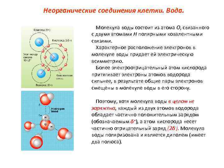 Из каких молекул состоит молекула. Неорганические соединения клетки. Клетка состоит из молекул. Клетка молекула атом. Клетка состоит из атомов.