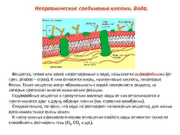 Неорганические соединения клетки. Вода. Вещества, плохо или вовсе нерастворимые в воде, называются гидрофобными (от