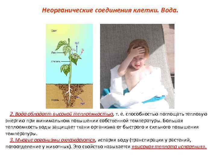 Неорганические соединения клетки. Вода. 2. Вода обладает высокой теплоемкостью, т. е. способностью поглощать тепловую