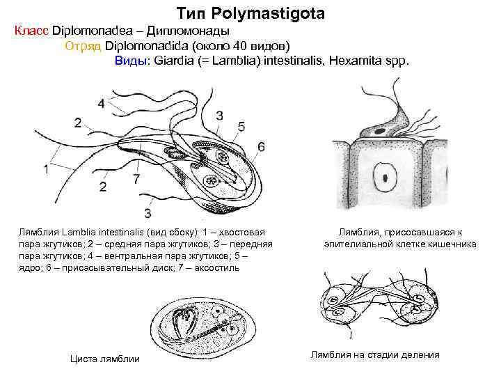 Тип Polymastigota Класс Diplomonadea – Дипломонады Отряд Diplomonadida (около 40 видов) Виды: Giardia (=