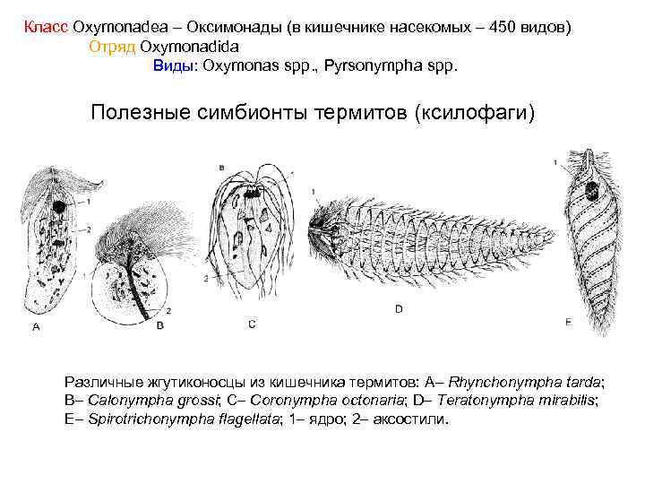 Термиты и жгутиковые тип взаимоотношений. Термиты и жгутиковые простейшие. Симбиоз термитов и жгутиковых простейших. Простейшие симбионты. Жгутиконосцы симбионты.