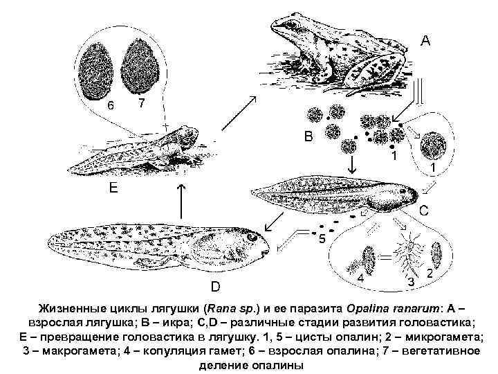 Жизненный цикл лягушки схема